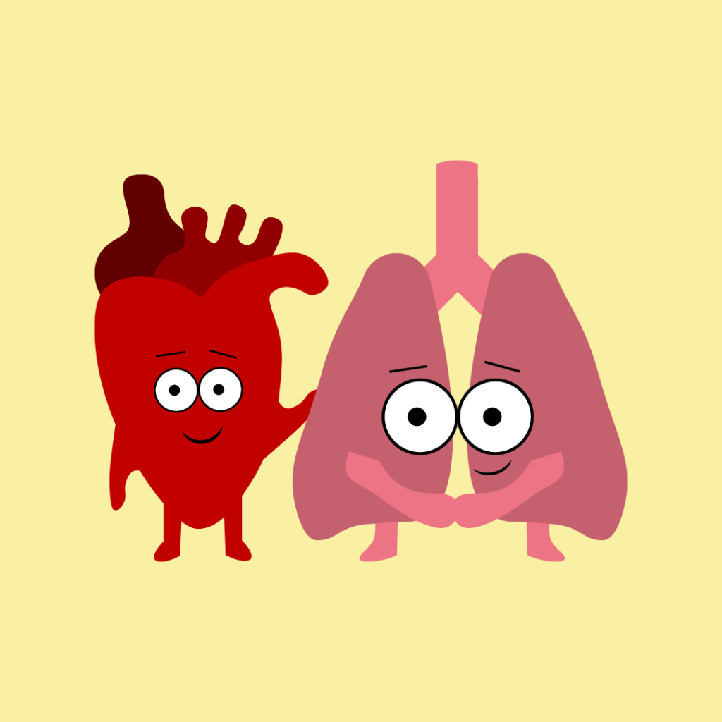 Cartoon heart and lungs